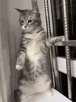 Cat cute cat