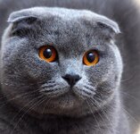 Scottish fold cat 5th most expensive cat breed in the world