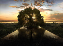 The fountain tree