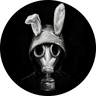 Rabbit_Web