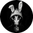 Rabbit_Web